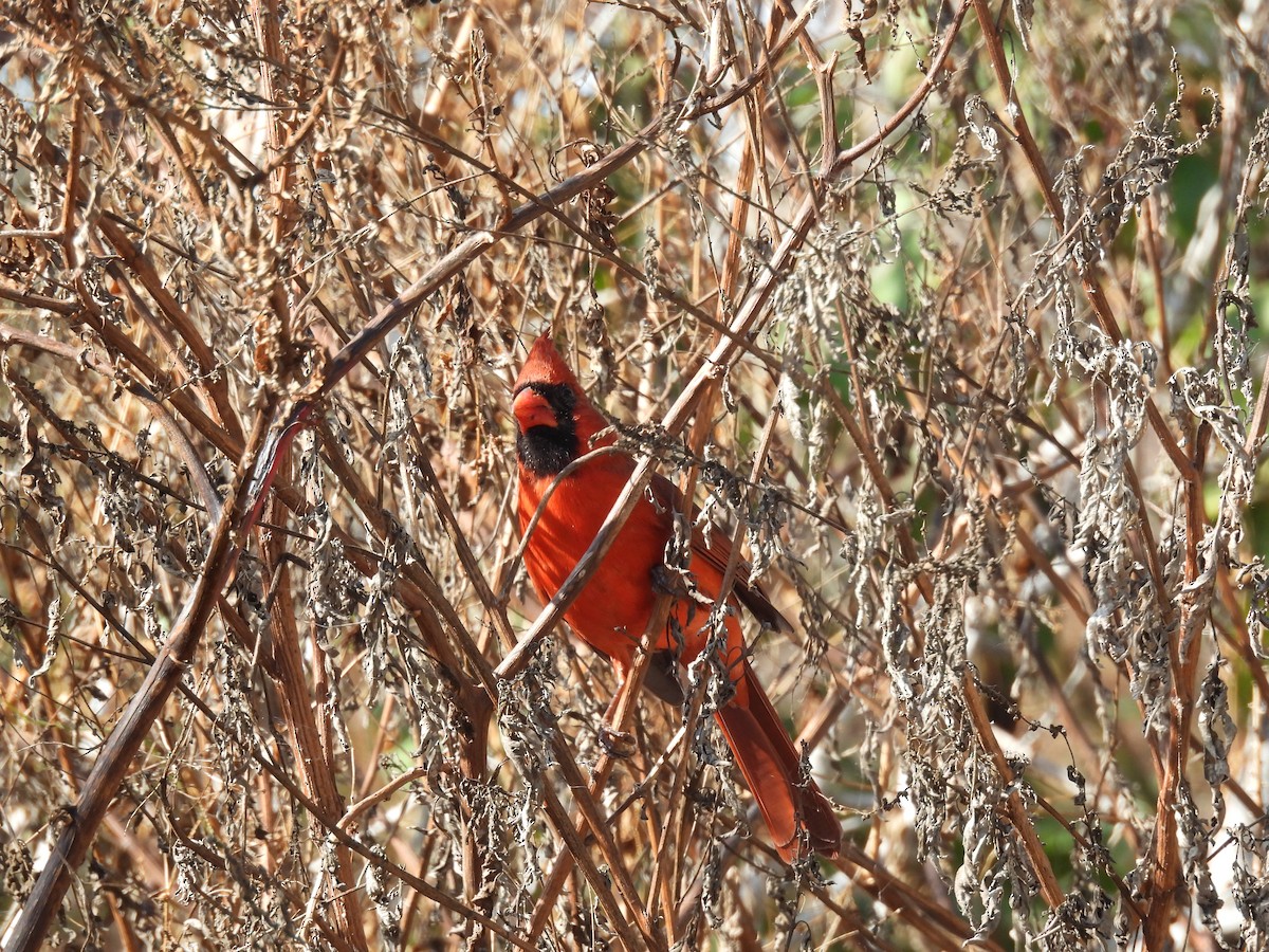 Northern Cardinal - ML646357223