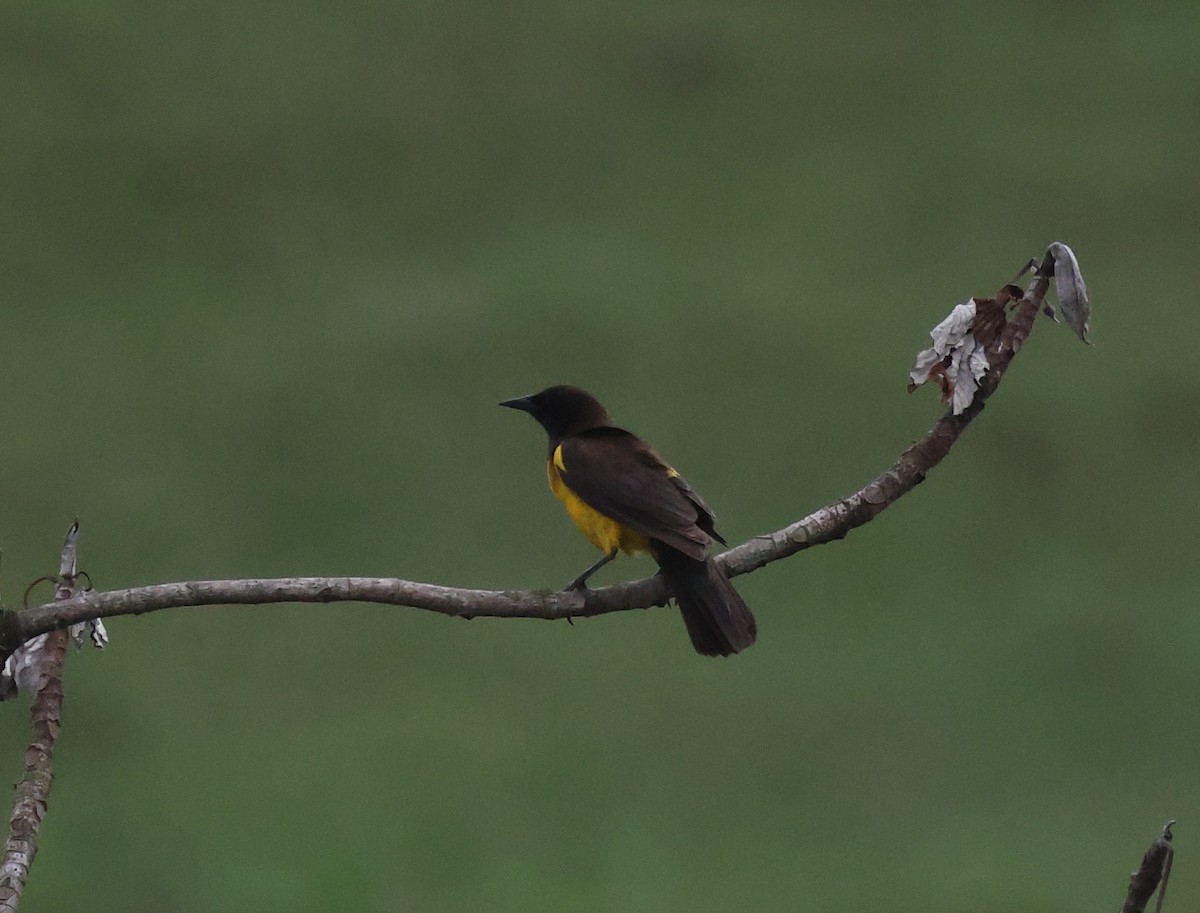 Yellow-rumped Marshbird - ML646357229