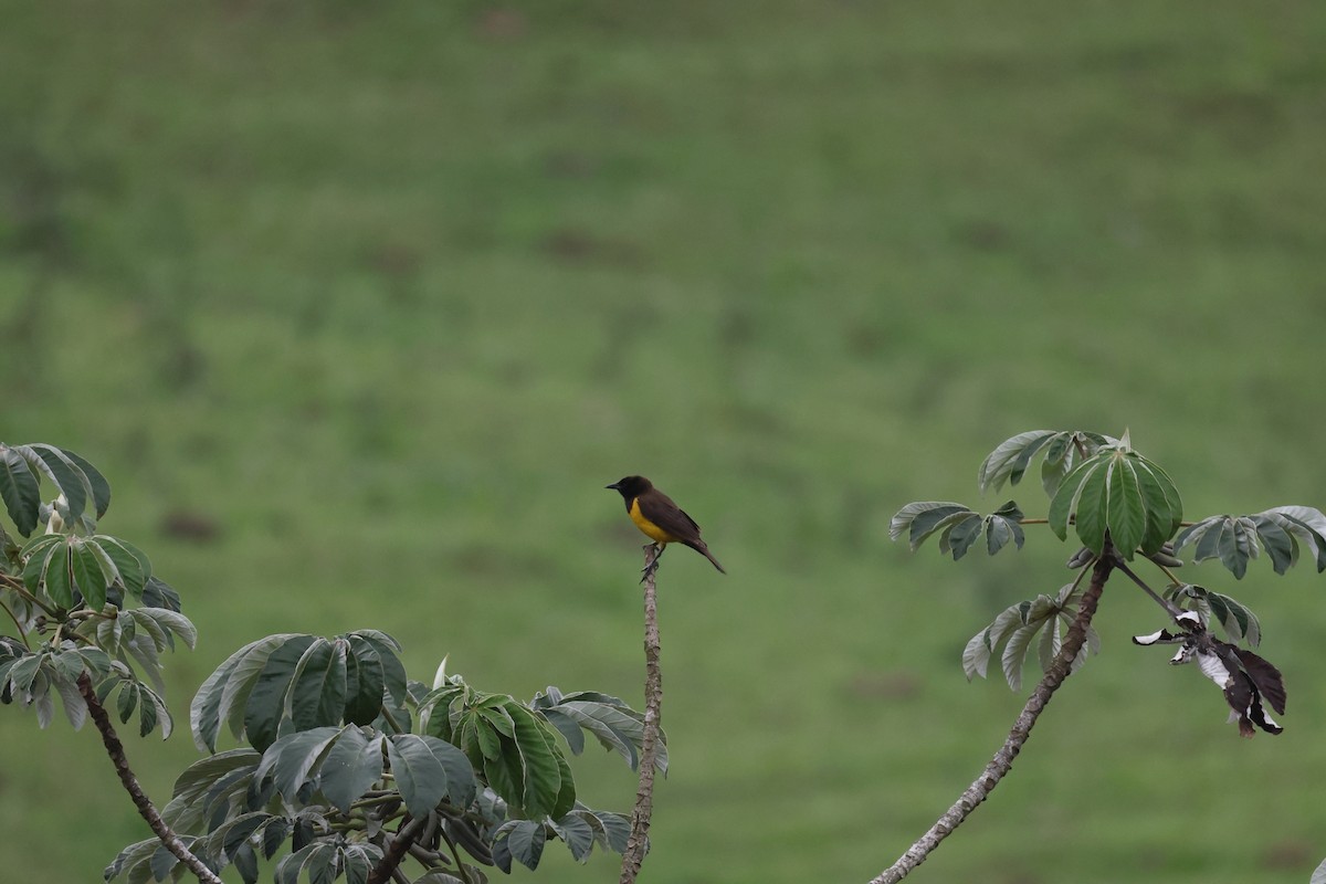 Yellow-rumped Marshbird - ML646357230