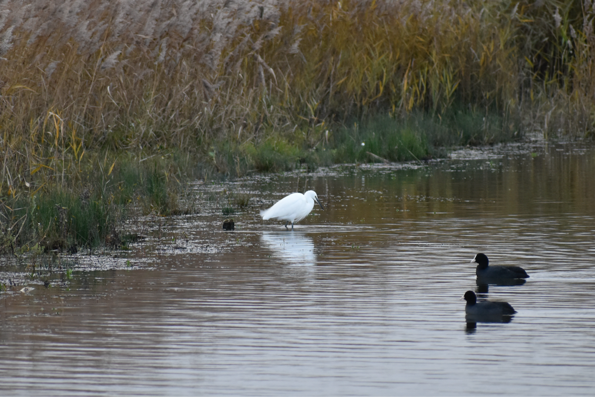 volavka stříbřitá - ML646357231
