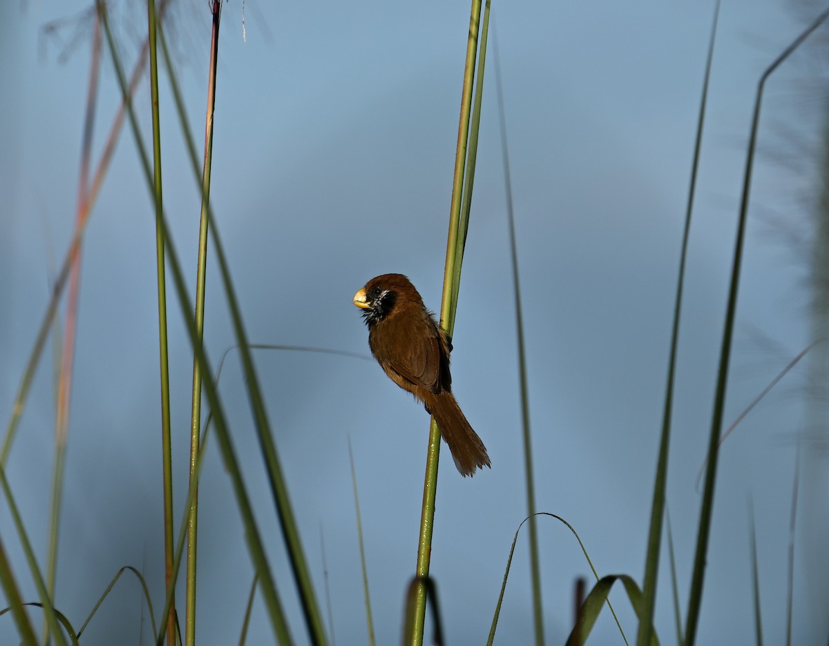 Black-breasted Parrotbill - ML646357232