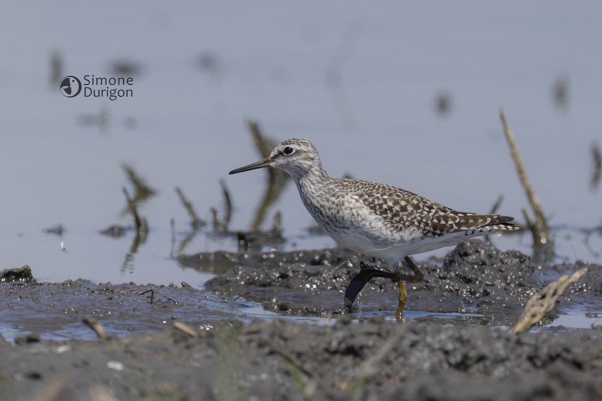 Wood Sandpiper - ML646357233