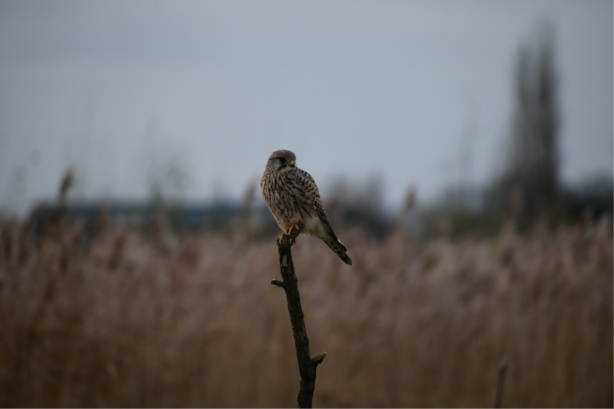 Начин шонхор - ML646357234