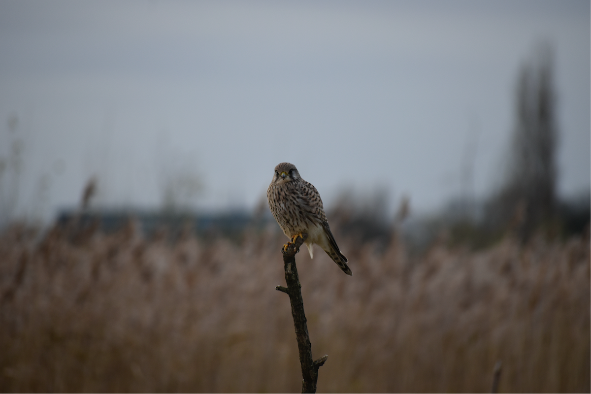 poštolka obecná - ML646357235