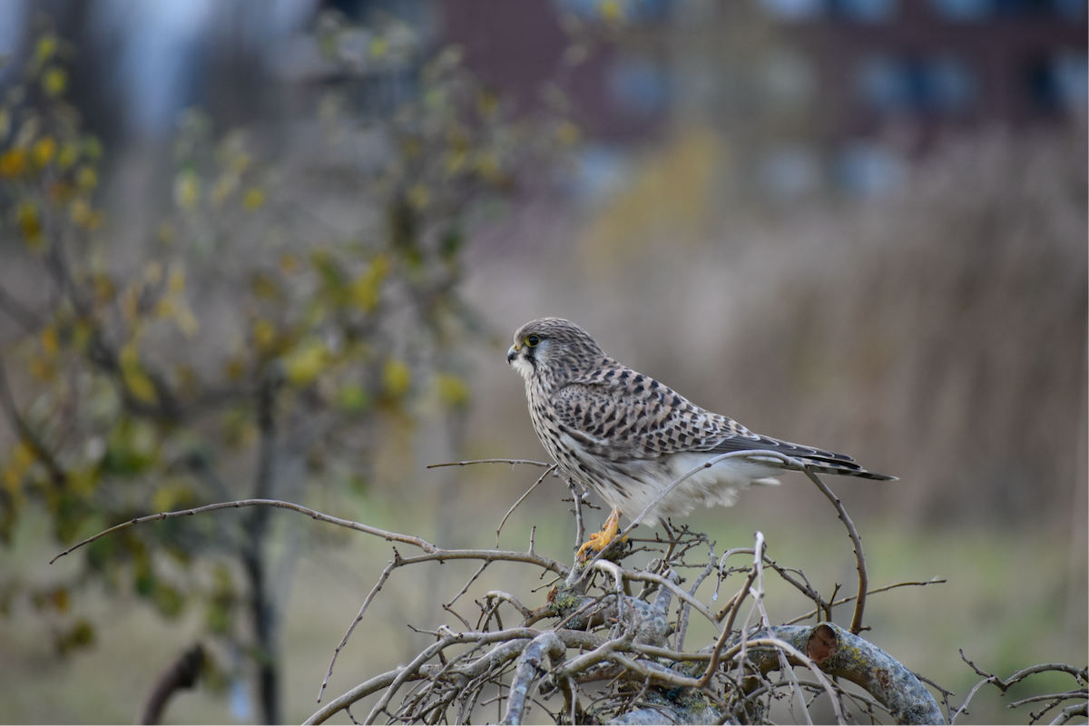 Начин шонхор - ML646357236