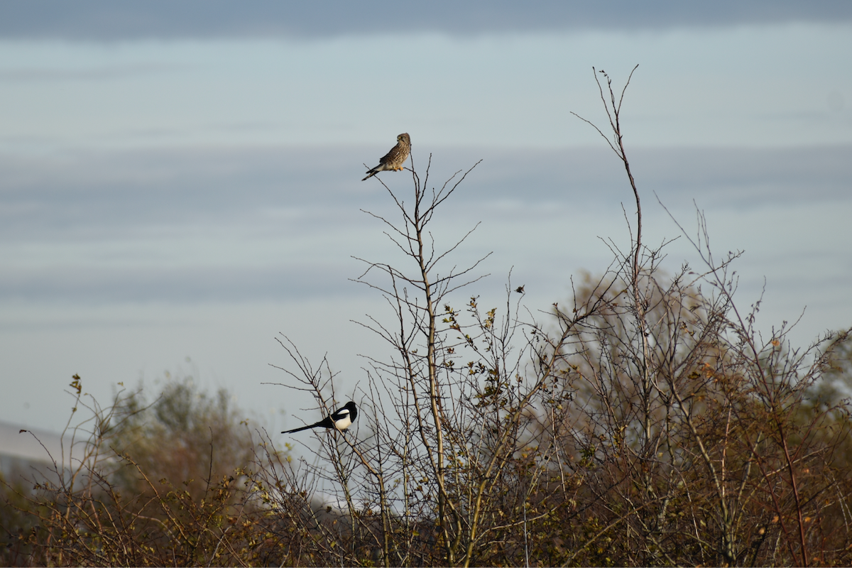 Начин шонхор - ML646357237