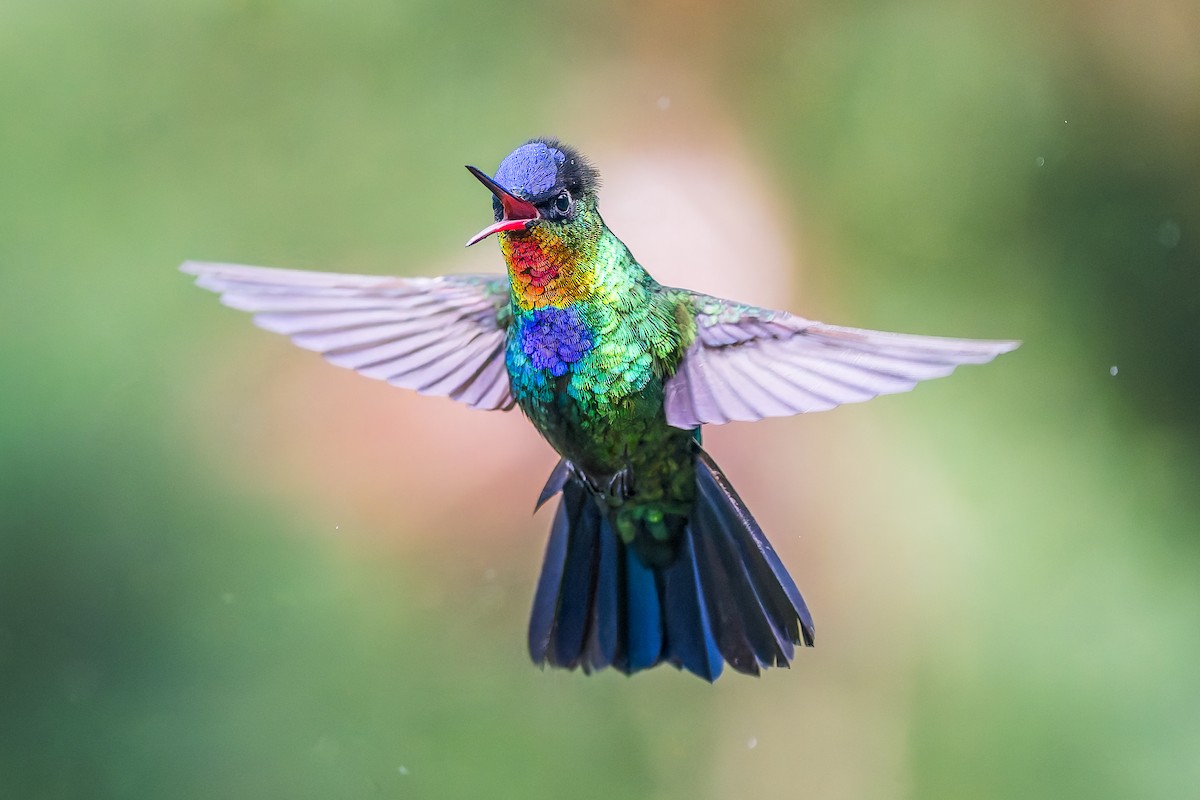 Fiery-throated Hummingbird - ML646357248