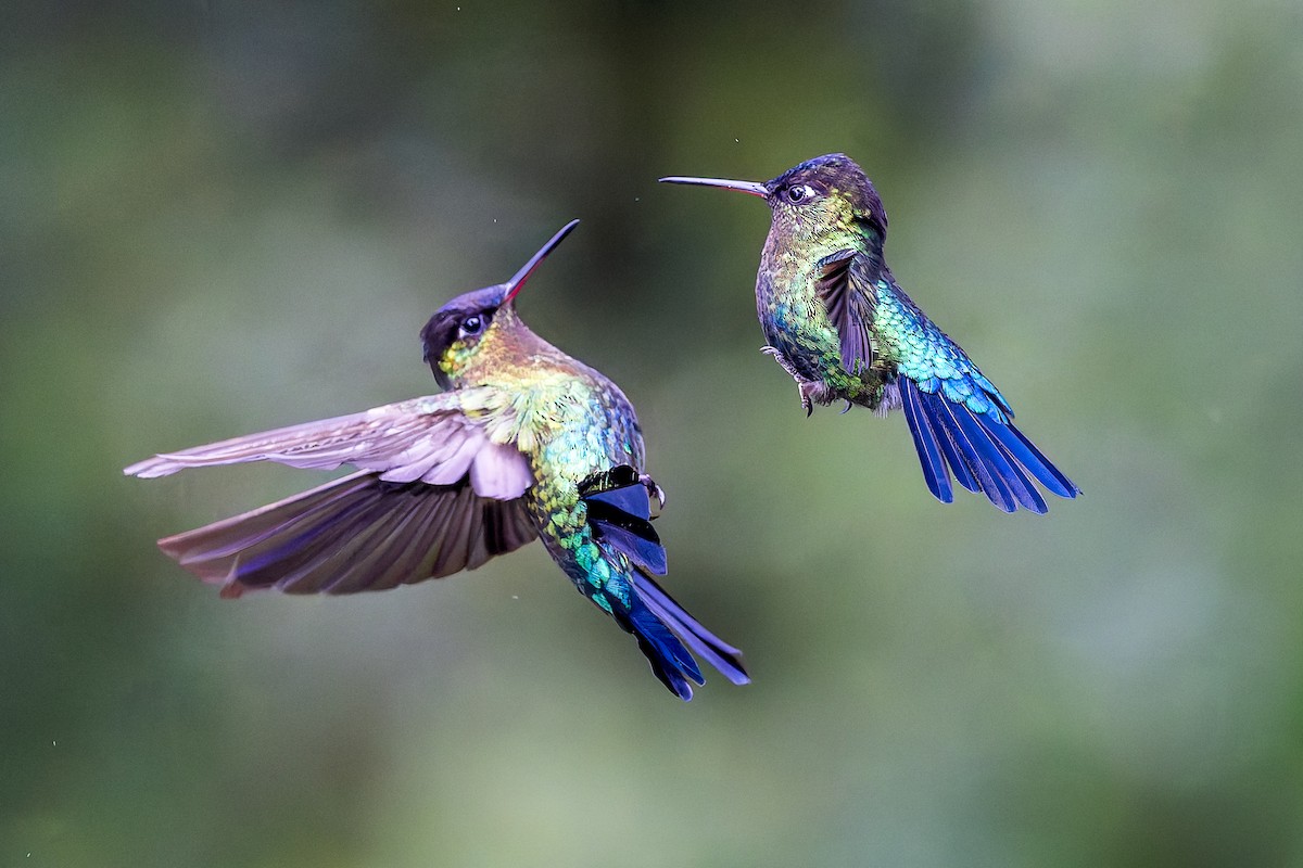 Fiery-throated Hummingbird - ML646357249