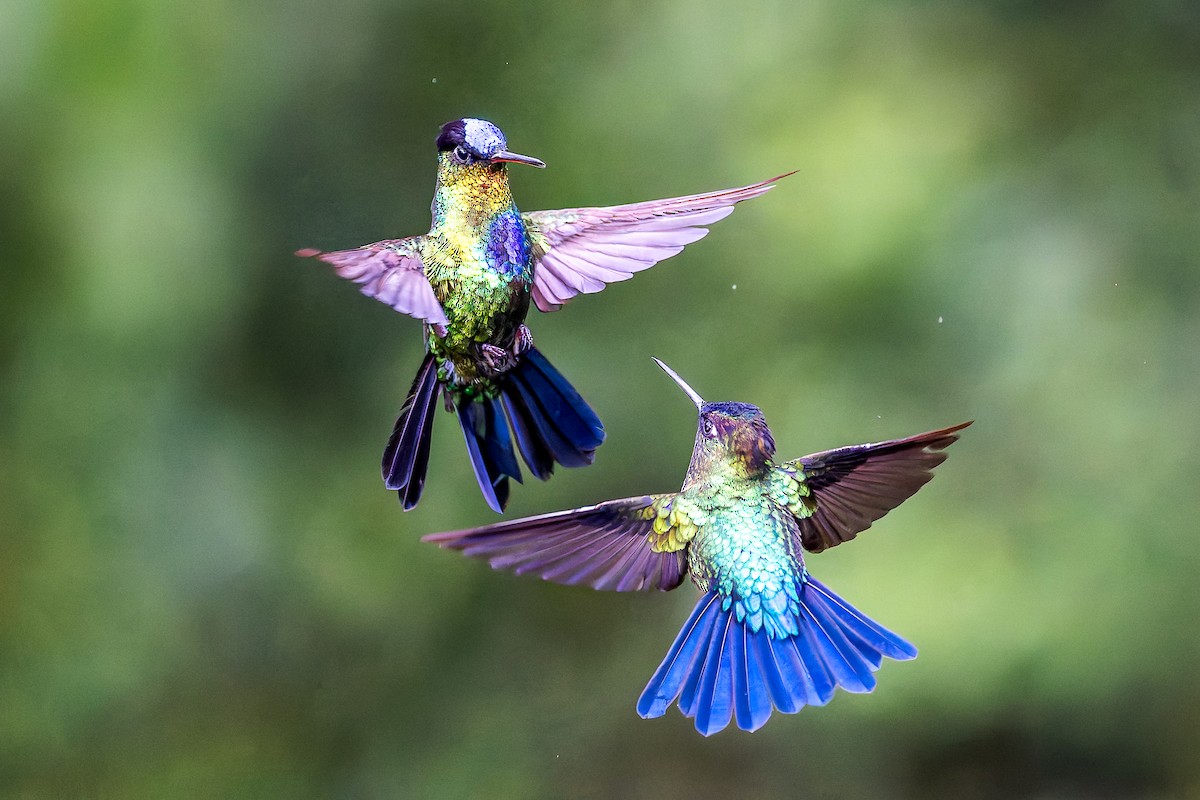 Fiery-throated Hummingbird - ML646357250