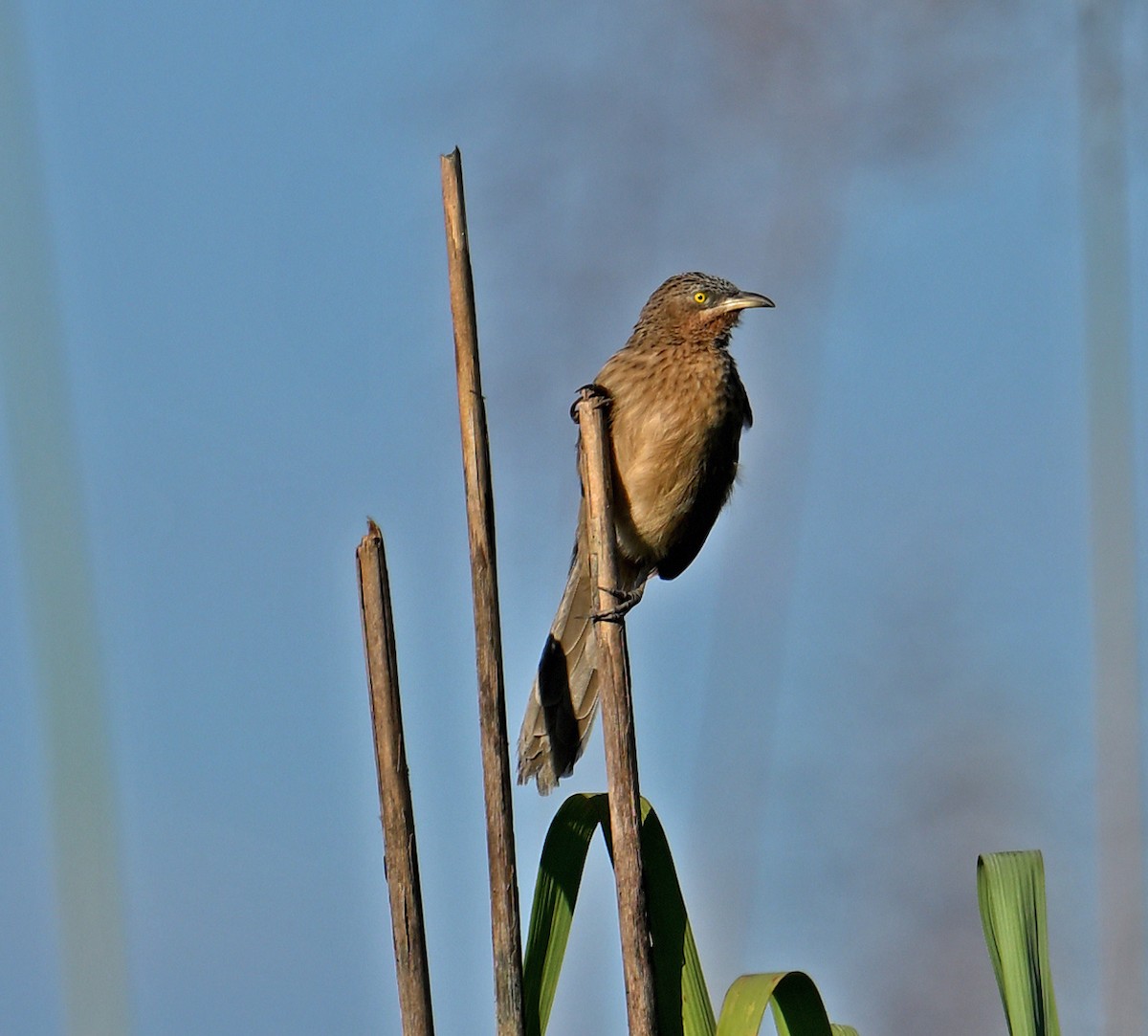 Striated Babbler - ML646357252