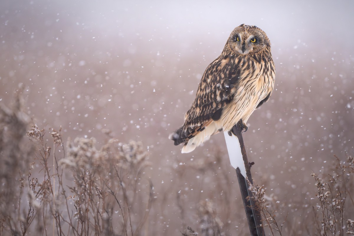 Short-eared Owl - ML646357254