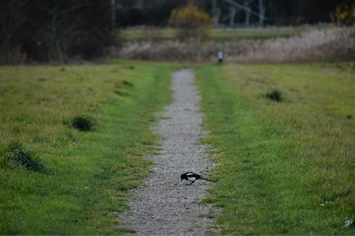 Алаг шаазгай - ML646357261