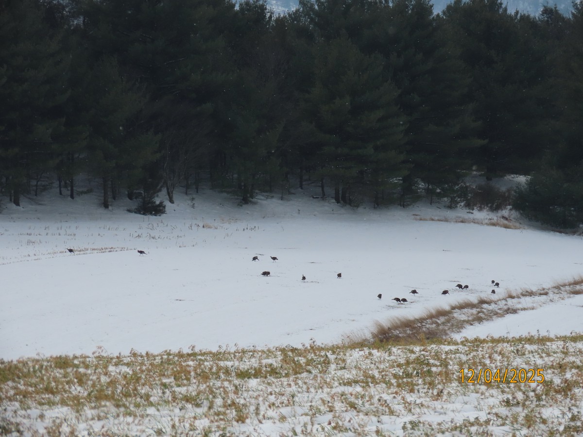 火雞 - ML646357269