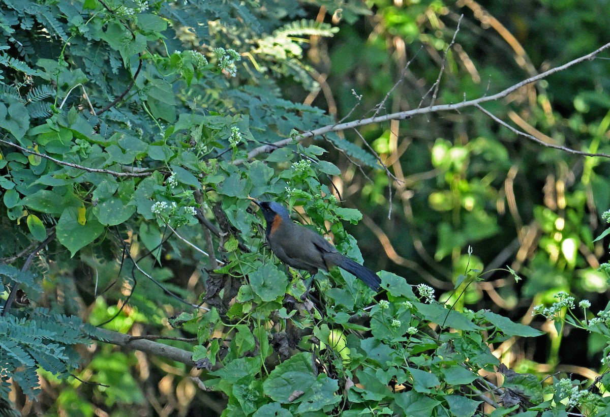 Rufous-necked Laughingthrush - ML646357275