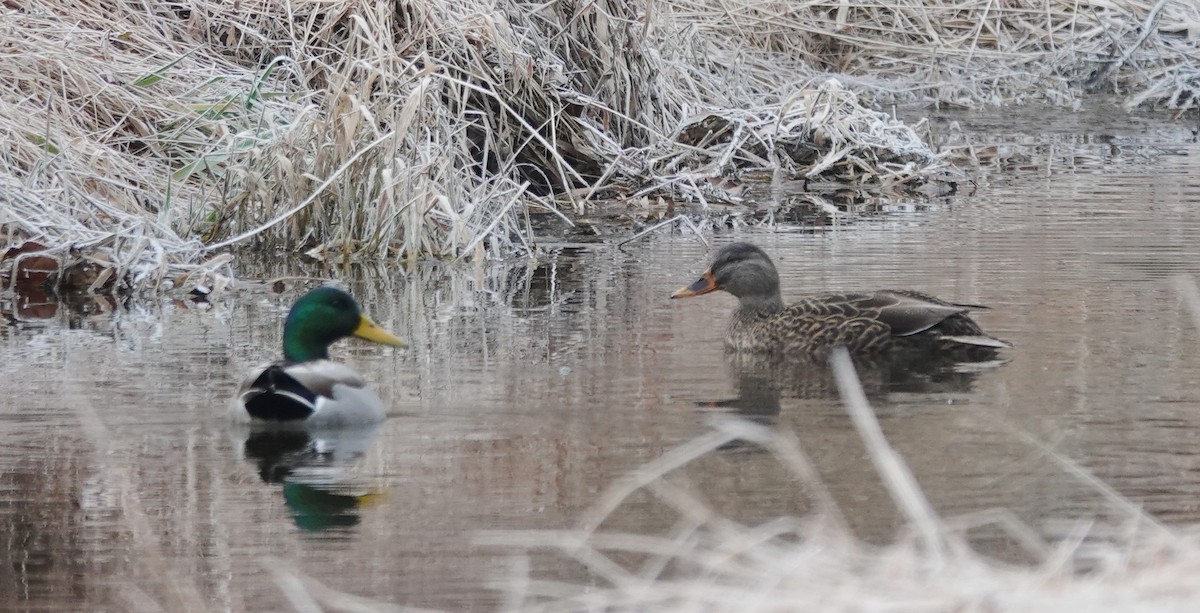 Mallard - ML646357276