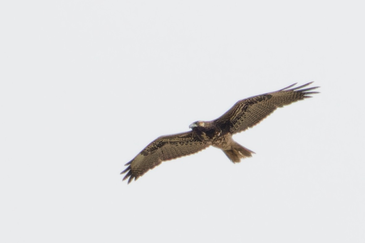 White-tailed Hawk - ML646357277