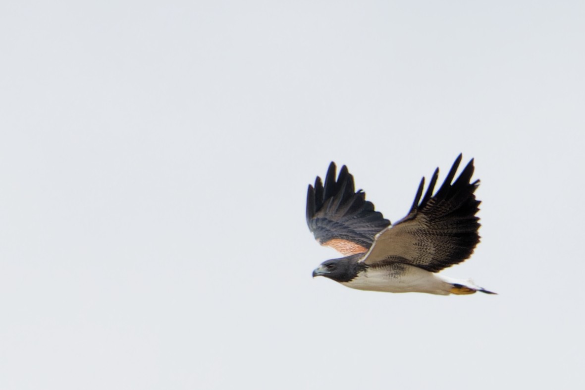 White-tailed Hawk - ML646357278