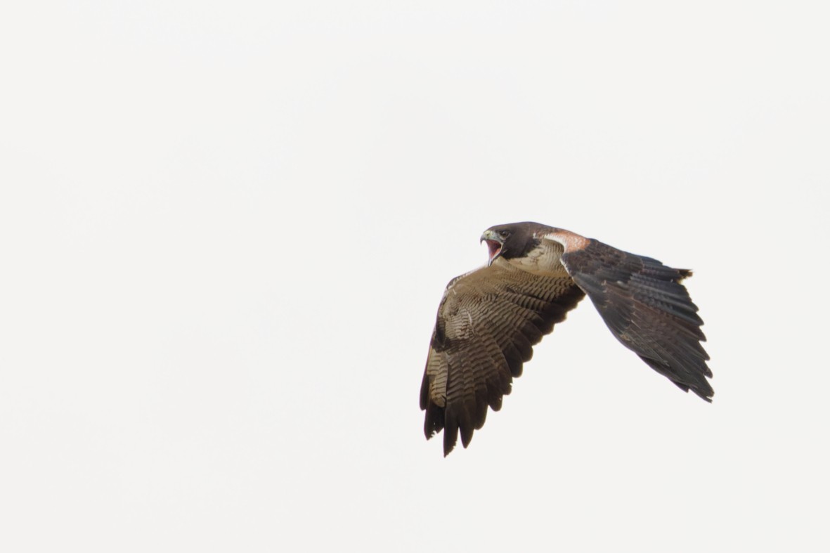 White-tailed Hawk - ML646357279