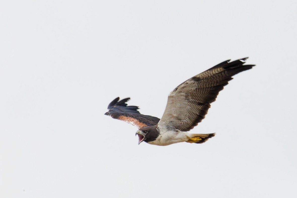 White-tailed Hawk - ML646357280