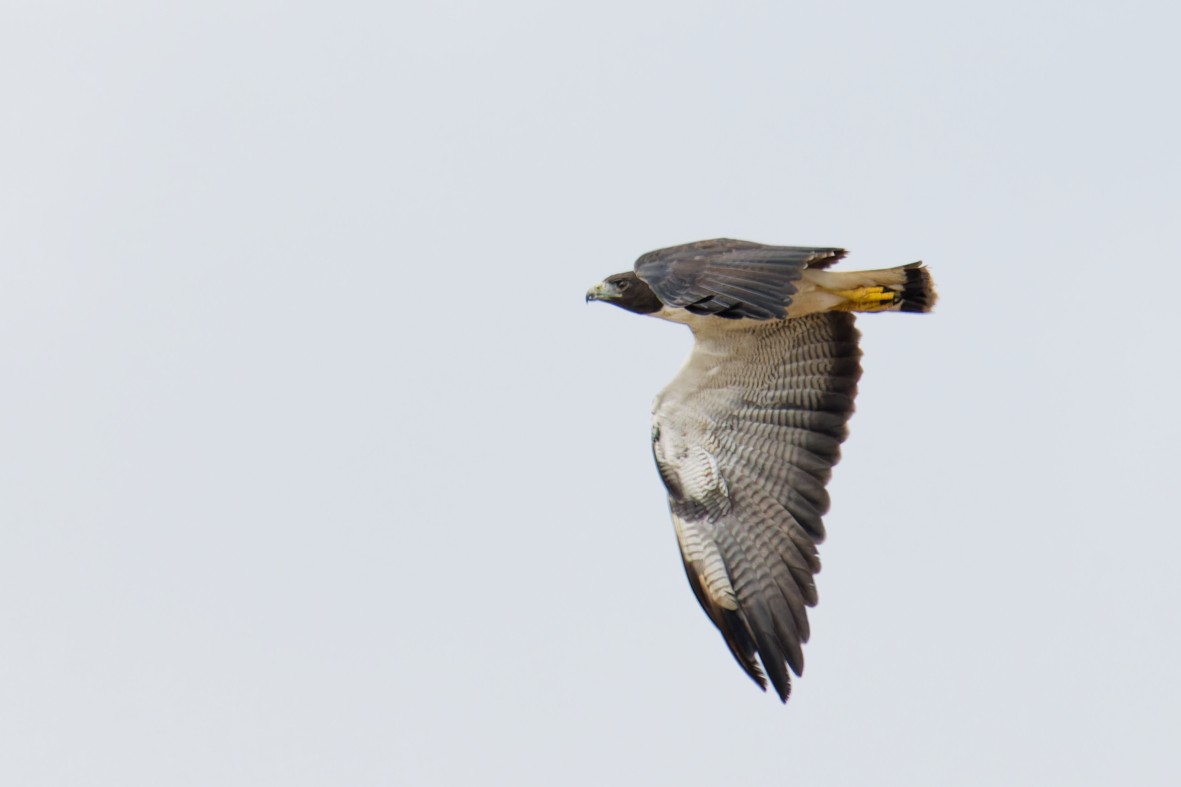 White-tailed Hawk - ML646357281