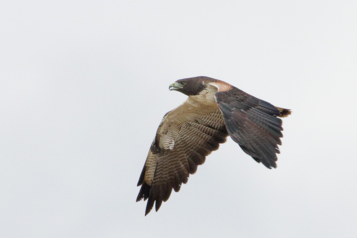 White-tailed Hawk - ML646357283