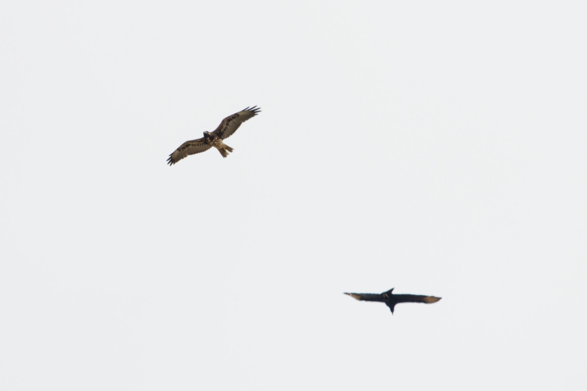 White-tailed Hawk - ML646357284