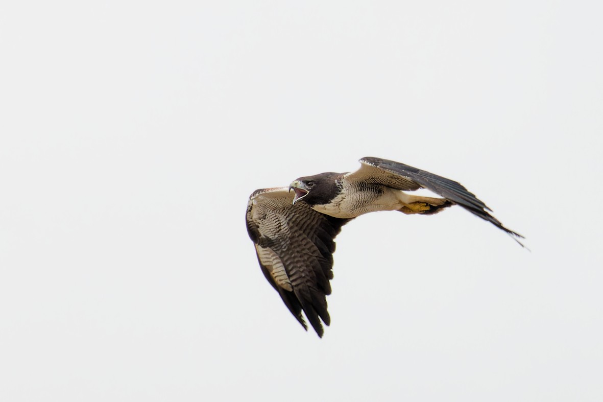 White-tailed Hawk - ML646357285