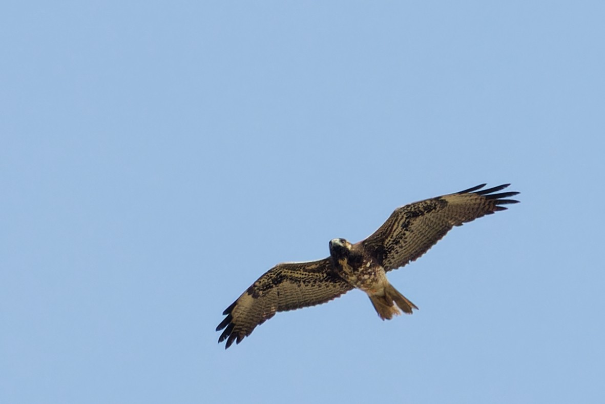 White-tailed Hawk - ML646357287