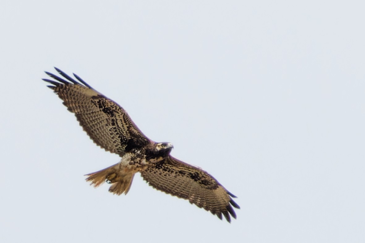 White-tailed Hawk - ML646357288