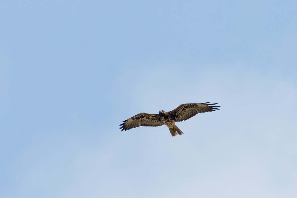 White-tailed Hawk - ML646357289