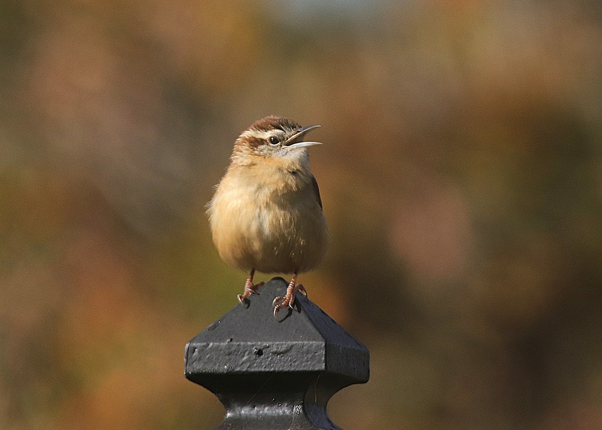 Carolina Wren - ML646357290