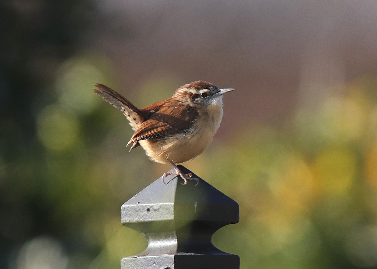 Carolina Wren - ML646357292