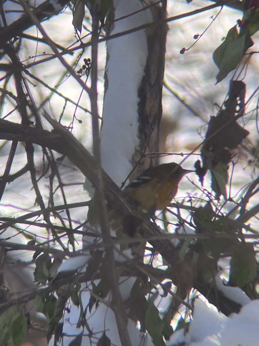 Baltimore Oriole - ML646357294