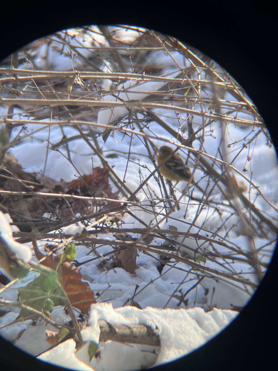 Baltimore Oriole - ML646357295