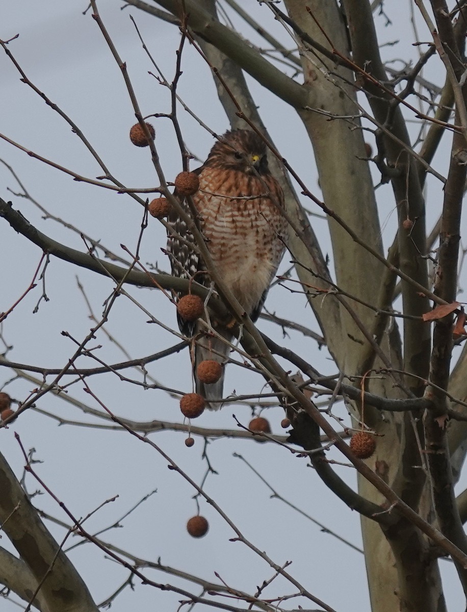 Red-shouldered Hawk - ML646357296