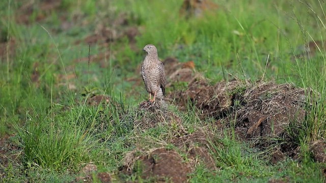 Dark Chanting-Goshawk - ML646357297