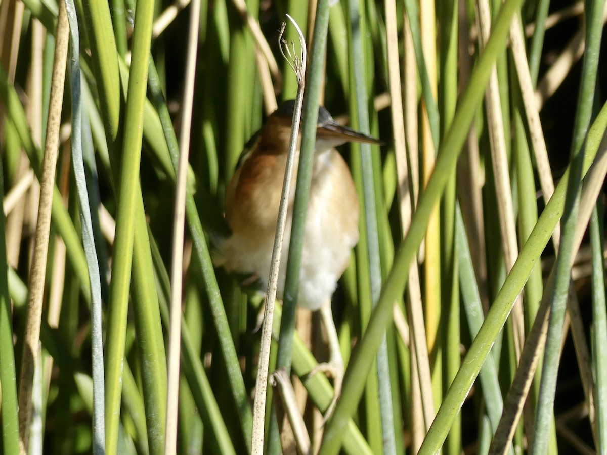 Least Bittern - ML646357300
