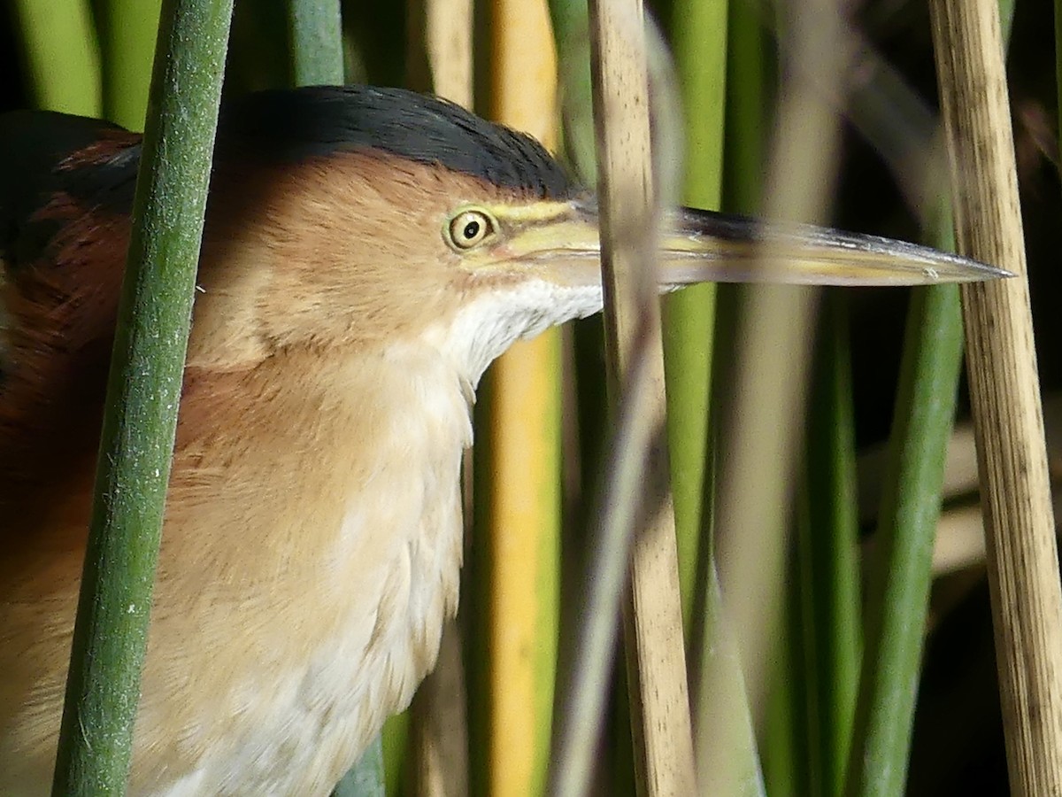 Least Bittern - ML646357301