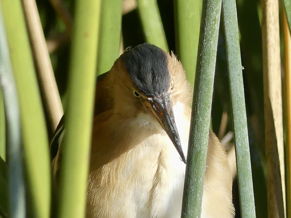 Least Bittern - ML646357302