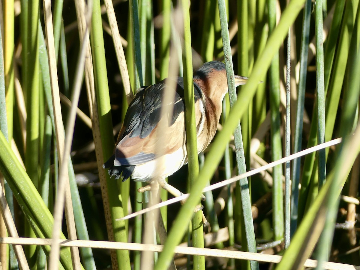 Least Bittern - ML646357303
