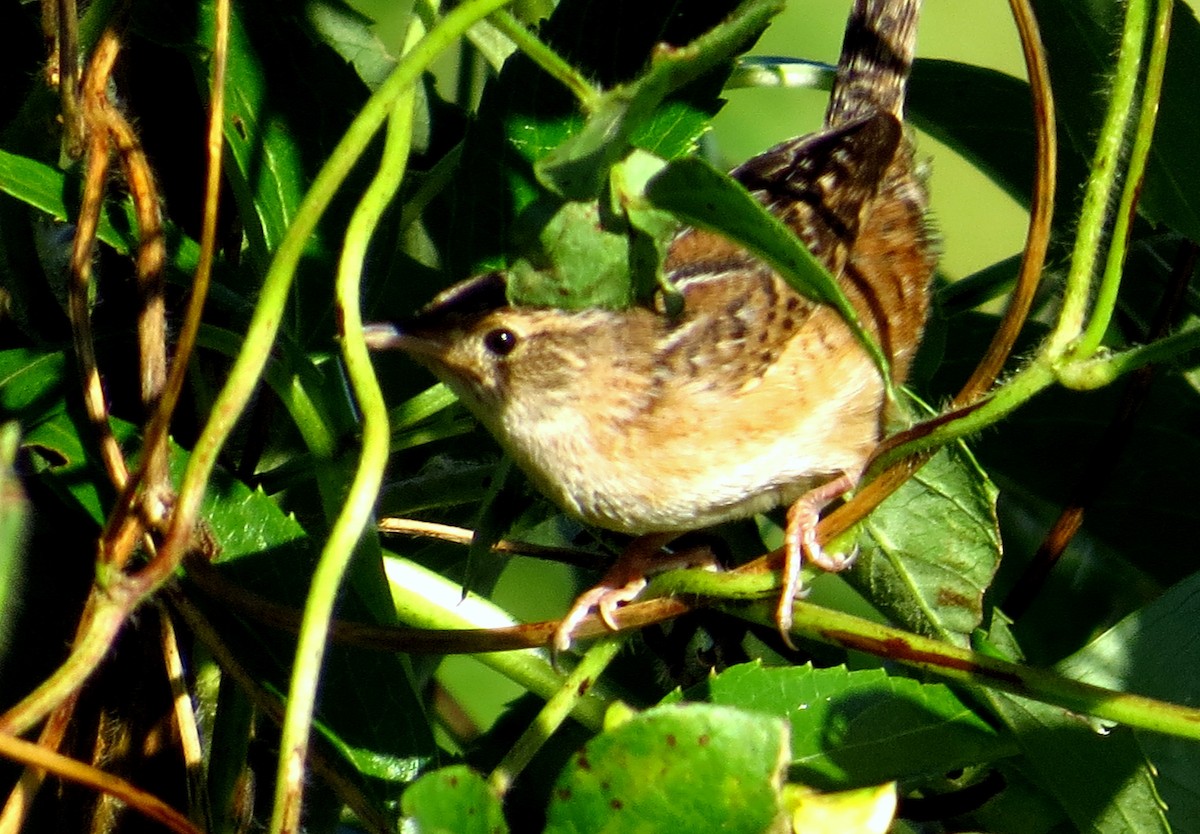 Sedge Wren - ML646357305