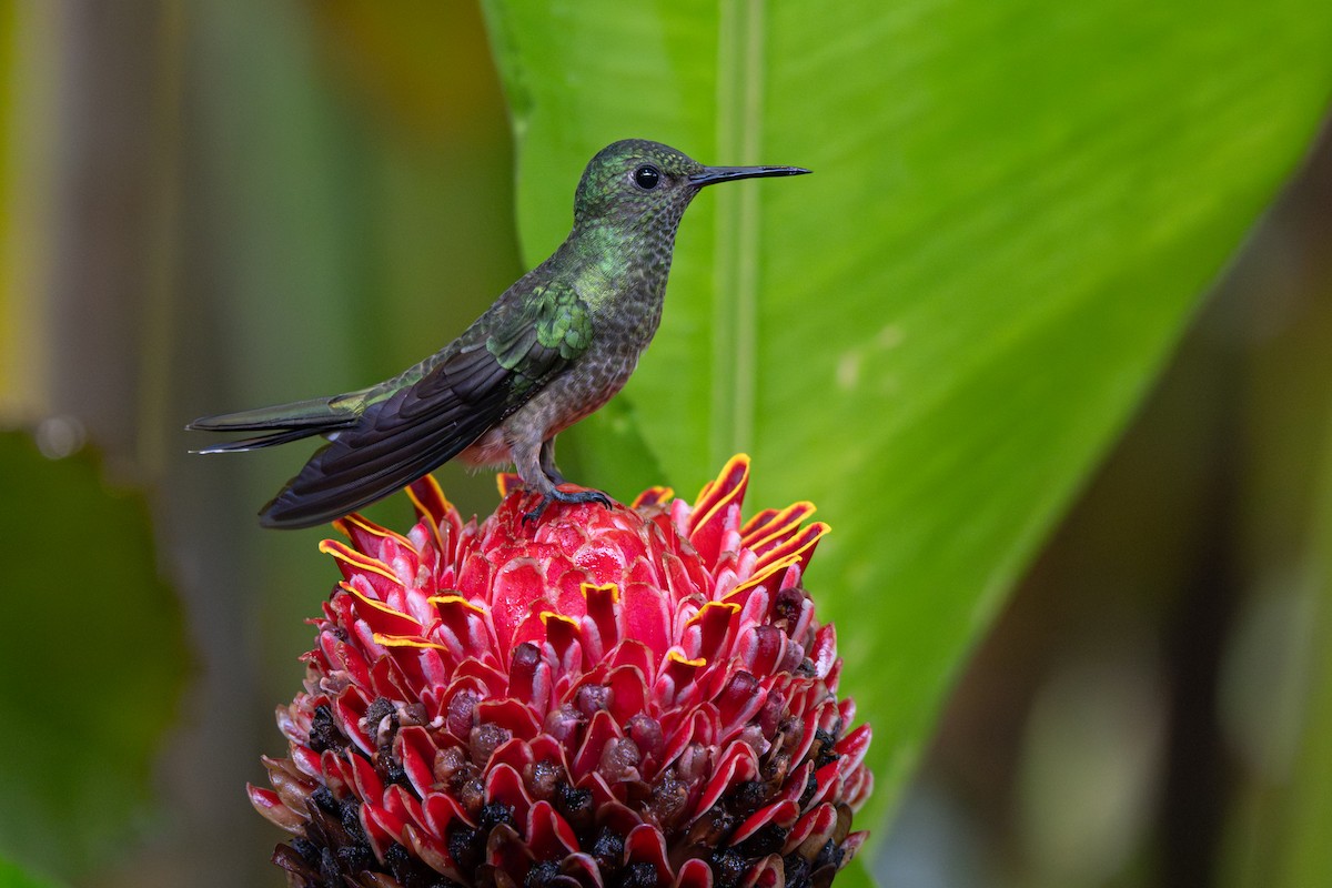 Scaly-breasted Hummingbird - ML646357308