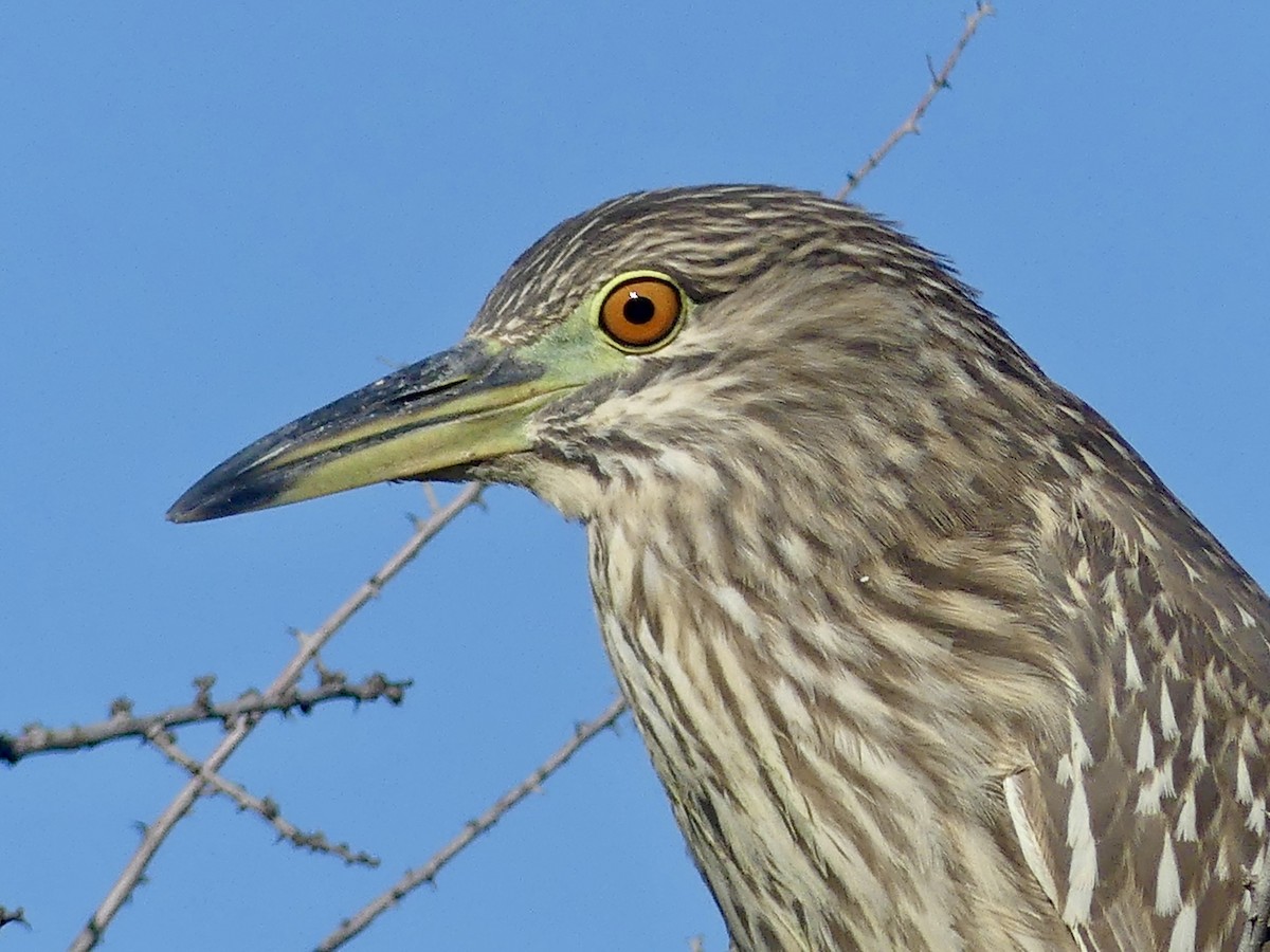 Black-crowned Night Heron - ML646357309