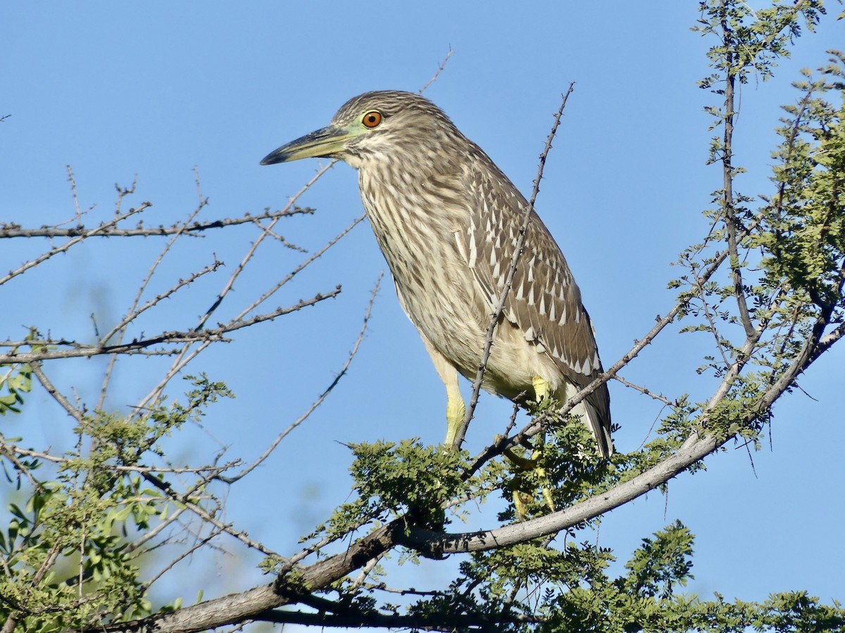 Black-crowned Night Heron - ML646357310
