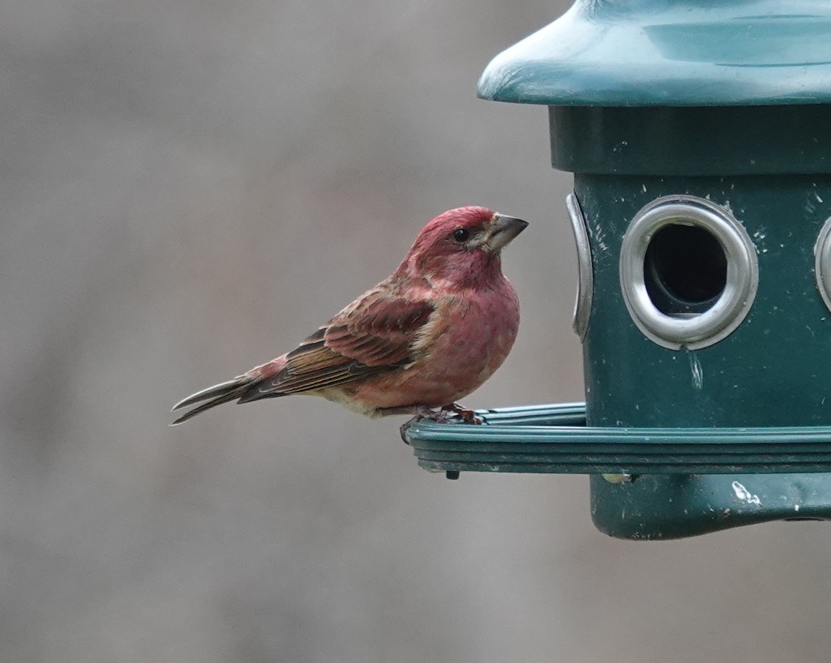 Purple Finch - ML646357312