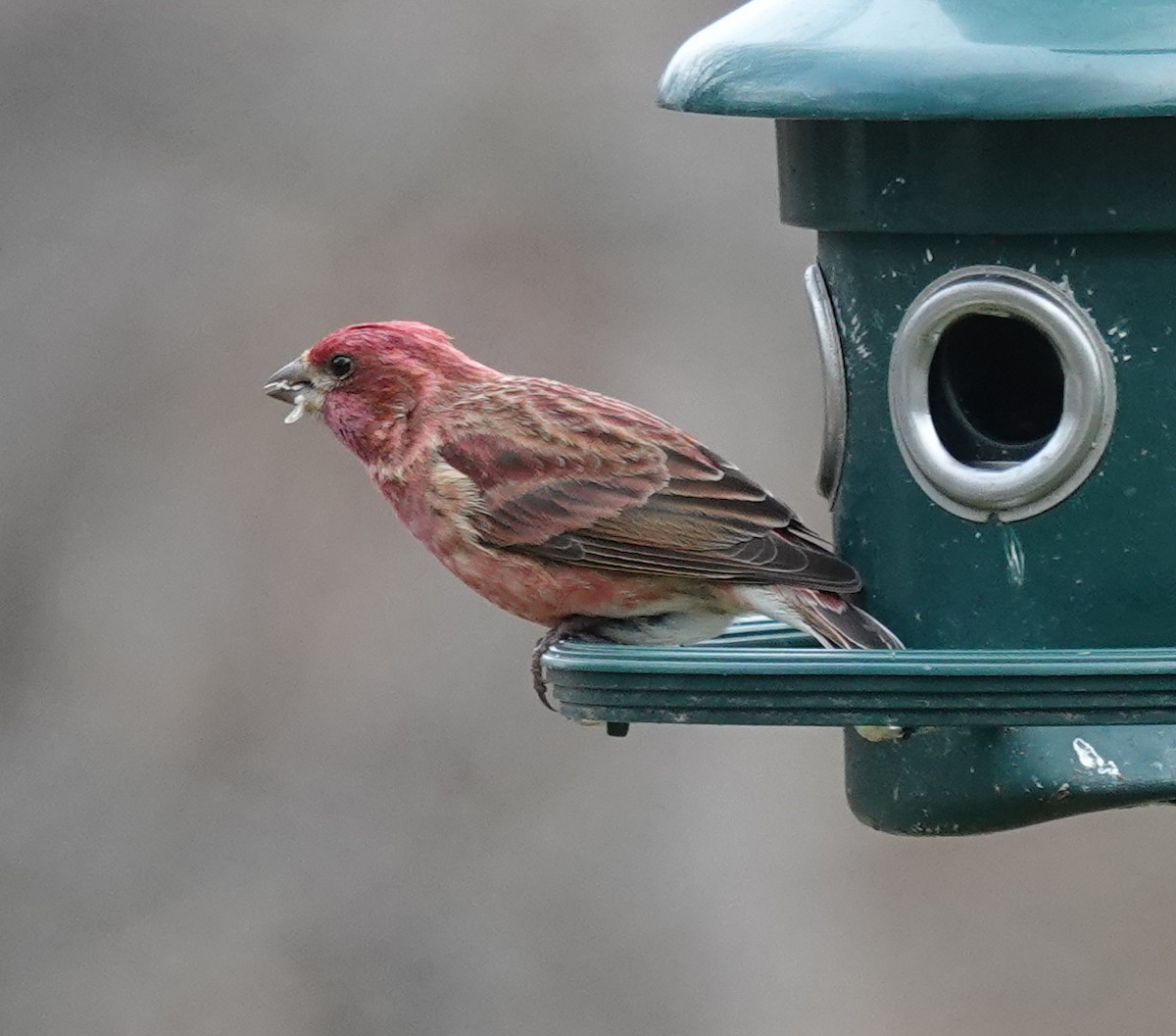 Purple Finch - ML646357313