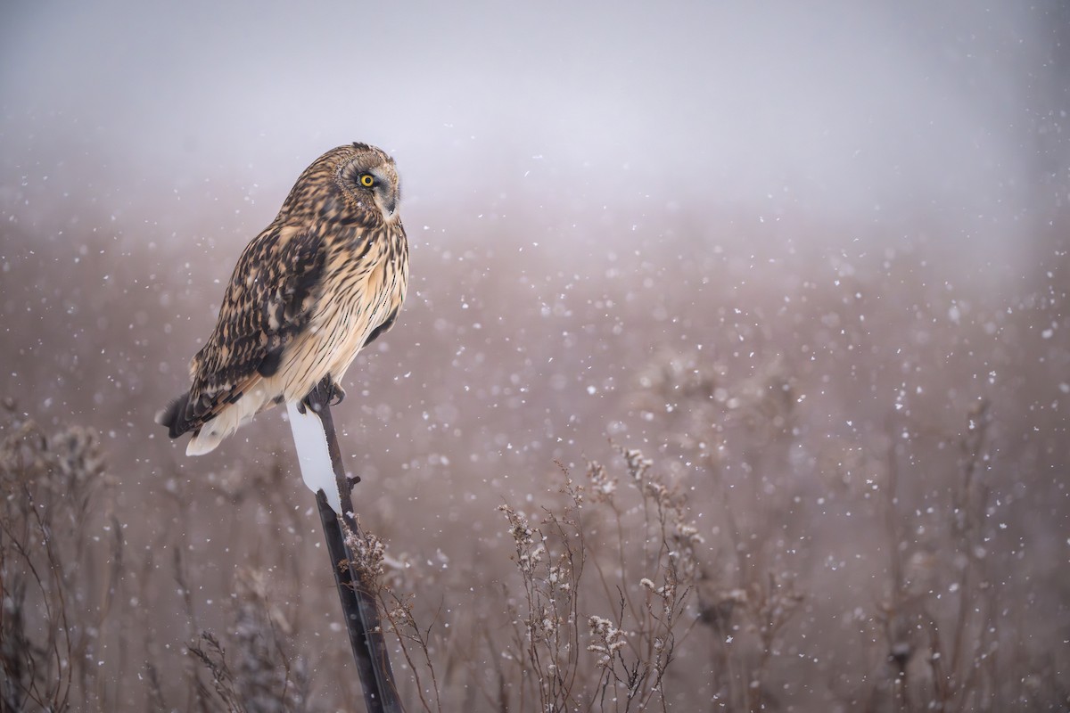 Short-eared Owl - ML646357317