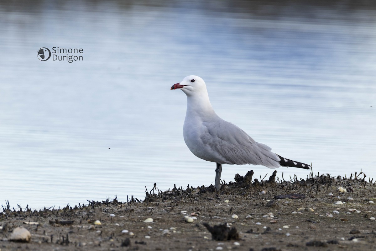 Audouin's Gull - ML646357319