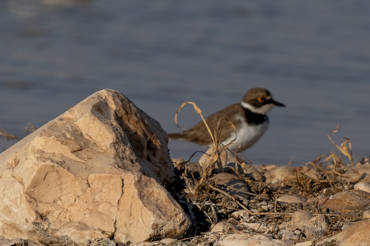 Little Ringed Plover - ML646357321