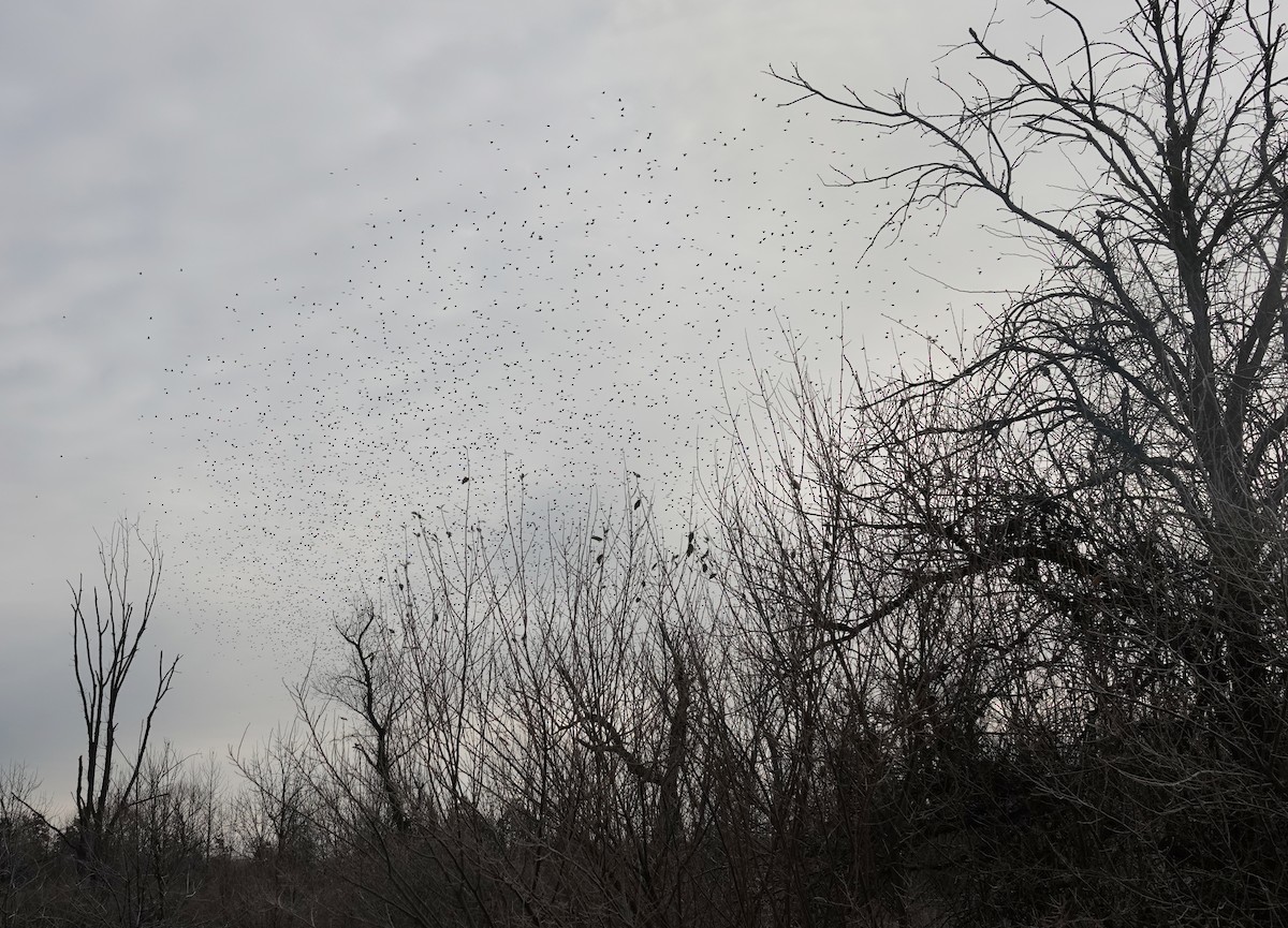 blackbird sp. - ML646357322